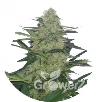 Tutankhamon Auto Fem.