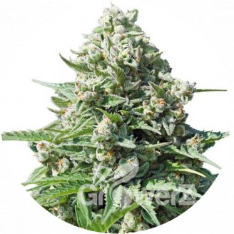 Gorilla Glue Auto Fem.