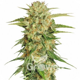 Easy Sativa Auto Fem.