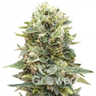 Afghan Mass Auto Fem.