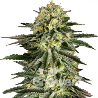 Kush-N-Cheese Auto Fem.