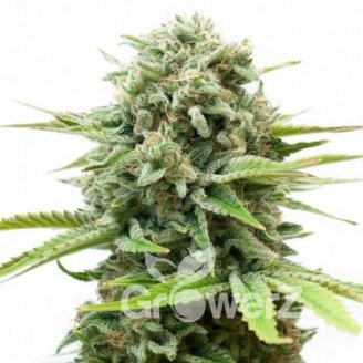 Berry White Auto Fem.