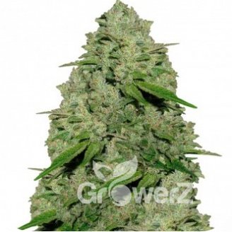 Jamaica Speed Auto Fem.