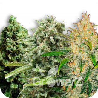 Indica Mix #2 Auto Fem.