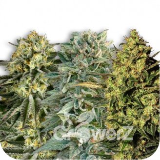 Sativa Mix #2 Auto Fem.