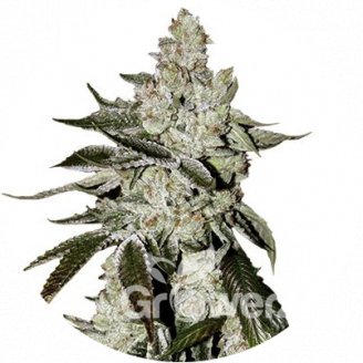 Girl Scout Cookies Auto Fem.