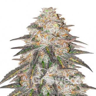 Grandmommy Purple Fem.