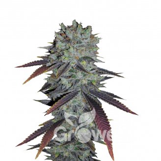 Fastberry Auto Fem.