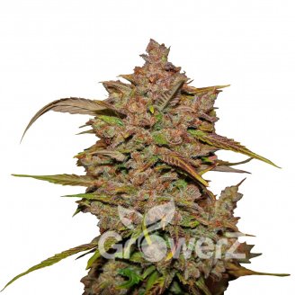 Crystal Meth Auto Fem.