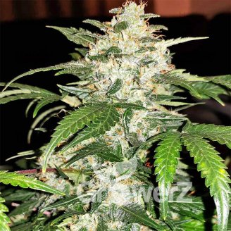 White Widow Auto Fem.