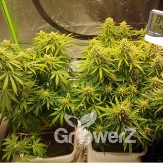 Bruce Banner Auto Fem.