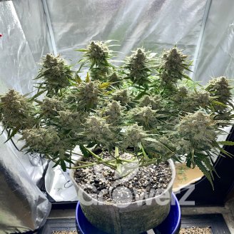 Gorilla Zkittlez Auto Fem.