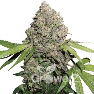 Moonshine Cookies Fem.