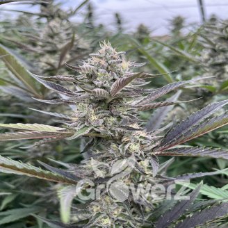 Pink Runtz Auto Fem.