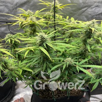 Pink Runtz Auto Fem.