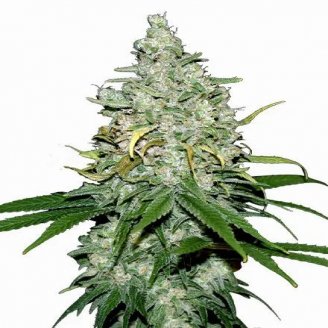 Fat Bastard Auto Fem.