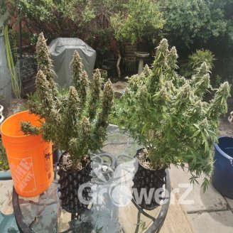 Fat Bastard Auto Fem.